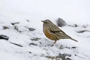 Alpine Accentor Prunella collaris Greater Caucasus Georgia spring