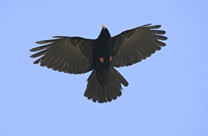 Alpine Chough Pyrrhocorax graculus Great Caucasus Georgia April Alpine Chough Pyrrhocorax graculus Great Caucasus Georgia April