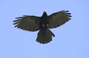 Alpine Chough Pyrrhocorax graculus Great Caucasus Georgia April