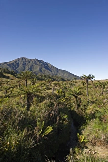 Alpine grassland and Cycads at 9000 ft at Tari Gap in Southern Highlands Papua New Guinea