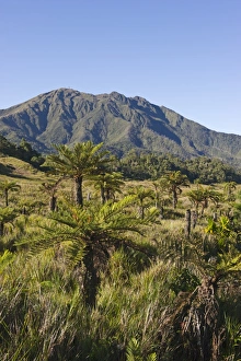 Alpine grassland and forest at Tari Gap at 9000 ft in Southern Highlands Papua New Guinea