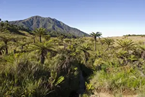 Papua New Guinea Prints: Alpine grassland and Cycads at 9000 ft at Tari Gap in Southern Highlands Papua New Guinea