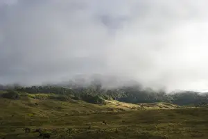 Landscape Prints: Alpine grassland and forest at Tari Gap at 9000 ft in Southern Highlands Papua New Guinea