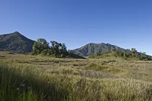 Grassland Prints: Alpine grassland at Tari Gap Southern Highlands Papua New Guinea