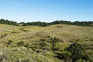 Alpine grassland at Tari Gap Southern Highlands Papua New Guinea