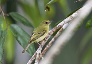 Neotropical Prints: amazon amazonas peru south america neotropics