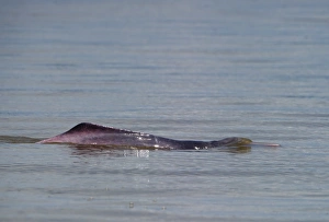 Amazon River Dolphin Inia geoffrensis River Amazon Iquitos Peru Amazon River Dolphin Inia geoffrensis River Amazon Iquitos Peru