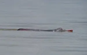 Amazon River Dolphin Inia geoffrensis River Amazon Iquitos Peru