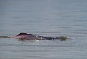 Neotropical Prints: Amazon River Dolphin Inia geoffrensis River Amazon Iquitos Peru