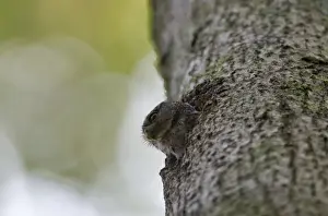 Peru Prints: Amazonian Pygmy Owl Glaucidium hardyi peering out of nest hole Amazon Peru