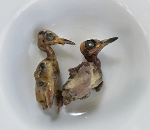 Ambelopoulia (means birds of the vineyards) small migratory birds prepared for eating Ambelopoulia (means birds of the vineyards) small migratory birds prepared for eating