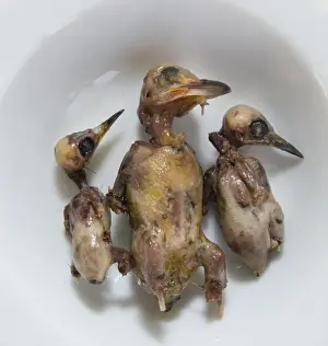 Ambelopoulia (means birds of the vineyards) small migratory birds prepared for eating