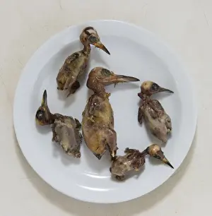 : Ambelopoulia (means birds of the vineyards) small migratory birds prepared for eating