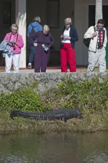 Everglades Prints: American Alligator Alligator mississippensis Anhinga Trail Florida Everglades