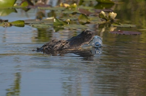 American Alligator attempting to eat a plastic bottle Anhinga Trail Florida Everglades American Alligator attempting to eat a plastic bottle Anhinga Trail Florida Everglades