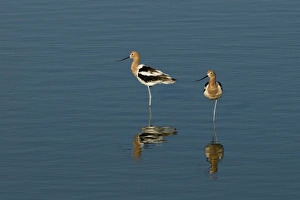 Salton Sea California USA April