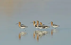 California Prints: American Avocets Recurvirostra americana Salton Sea California USA April