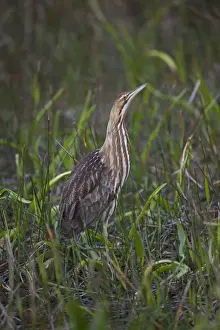 Everglades Prints: American Bittern Botaurus lentigonosus Florida Everglades USA