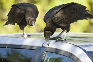 American Black Vulture Coragyps atratus pulling at rubber window seal on parked car American Black Vulture Coragyps atratus pulling at rubber window seal on parked car