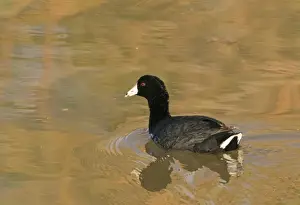 American Coot Fulica americana Salton Sea California USA