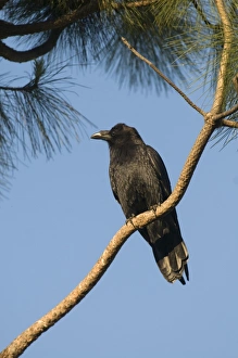 American Crow Corvus brachyrhynchos San Diego California USA American Crow Corvus brachyrhynchos San Diego California USA