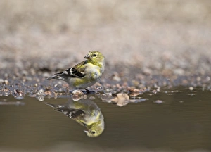 American Goldfinch Carduelis tristis female at water Nebraska USA April American Goldfinch Carduelis tristis female at water Nebraska USA April
