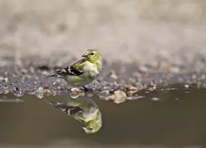 Nebraska Prints: American Goldfinch Carduelis tristis female at water Nebraska USA April