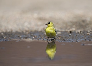 American Goldfinch Carduelis tristis male at water Nebraska USA April American Goldfinch Carduelis tristis male at water Nebraska USA April