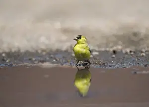 American Goldfinch Carduelis tristis male at water Nebraska USA April