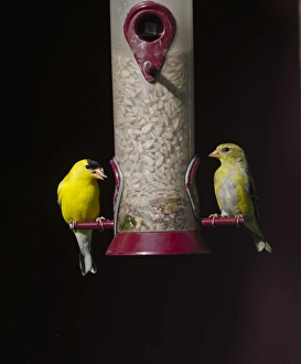 American Goldfinch Carduelis tristis pair on garden feeder Cape May New Jersey USA American Goldfinch Carduelis tristis pair on garden feeder Cape May New Jersey USA