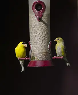 North America Prints: American Goldfinch Carduelis tristis pair on garden feeder Cape May New Jersey USA
