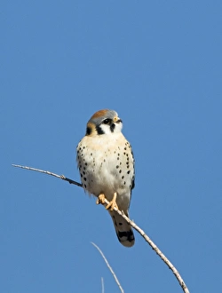 American Kestrel Falco sparverius male Bosque del Apache New Mexico USA January American Kestrel Falco sparverius male Bosque del Apache New Mexico USA January