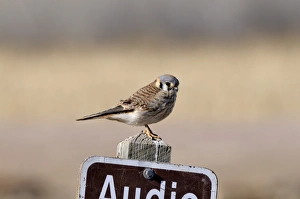 Raptor Prints: American Kestrel male New Mexico USA