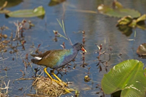 American Purple Gallinule Porphyrio mantrinica Florida Everglades USA American Purple Gallinule Porphyrio mantrinica Florida Everglades USA