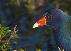 American Purple Gallinule Porphyrio martinica Florida Everglades USA American Purple Gallinule Porphyrio martinica Florida Everglades USA