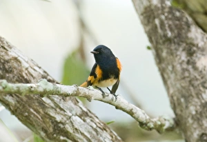 American Redstart Serpophaga ruticilla male Peten Guatemala March American Redstart Serpophaga ruticilla male Peten Guatemala March