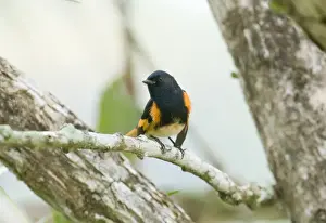 Warbler Prints: American Redstart Serpophaga ruticilla male Peten Guatemala March
