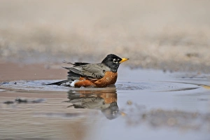American Robin or North American Robin (Turdus migratorius) male bathing in puddle