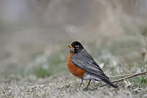 Images Dated 2nd April 2008: American Robin or North American Robin (Turdus migratorius) male Nebraska USA