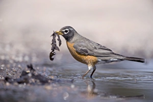 American Robin Turdus migratorius female collecting nest material Nebraska USA April American Robin Turdus migratorius female collecting nest material Nebraska USA April