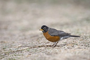 American Robin Turdus migratorius male Nebraska USA April