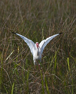 American White Ibis Eudocimus albus Anhinga Trail Florida USA American White Ibis Eudocimus albus Anhinga Trail Florida USA