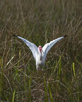 Everglades Prints: American White Ibis Eudocimus albus Anhinga Trail Florida USA