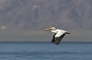 American White Pelican Pelecanus erythrorhynchos Salton Sea California USA April