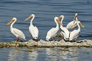 American White Pelicans Pelecanus erythrorhynchos Salton Sea California USA April