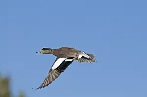 Duck Prints: American Wigeon Anas americana New Mexico USA January