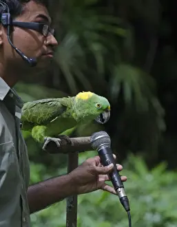 Parrot Prints: Amigo a Yellow-naped Amazon Parrot and the star of the Birds N Buddies Show at Jurong