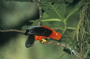 Andean Cock-of-the-Rock male displaying at lek in cloud forest Manu Peru Andean Cock-of-the-Rock male displaying at lek in cloud forest Manu Peru