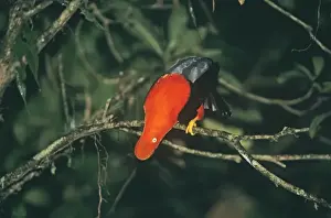 Andean Cock-of-the-Rock male displaying at lek in cloud forest Manu Peru