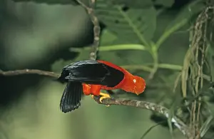 Neotropical Prints: Andean Cock-of-the-Rock male displaying at lek in cloud forest Manu Peru
